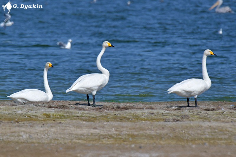 Whooper Swan - ML609531752