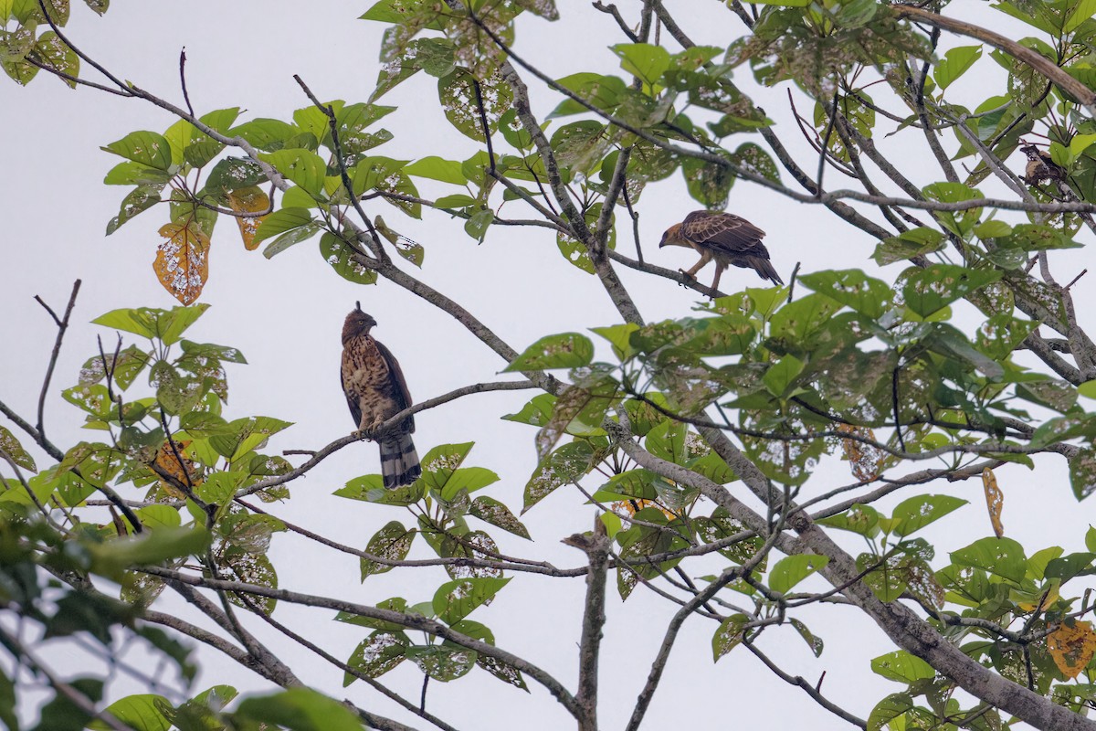 Águila de Wallace - ML609531783