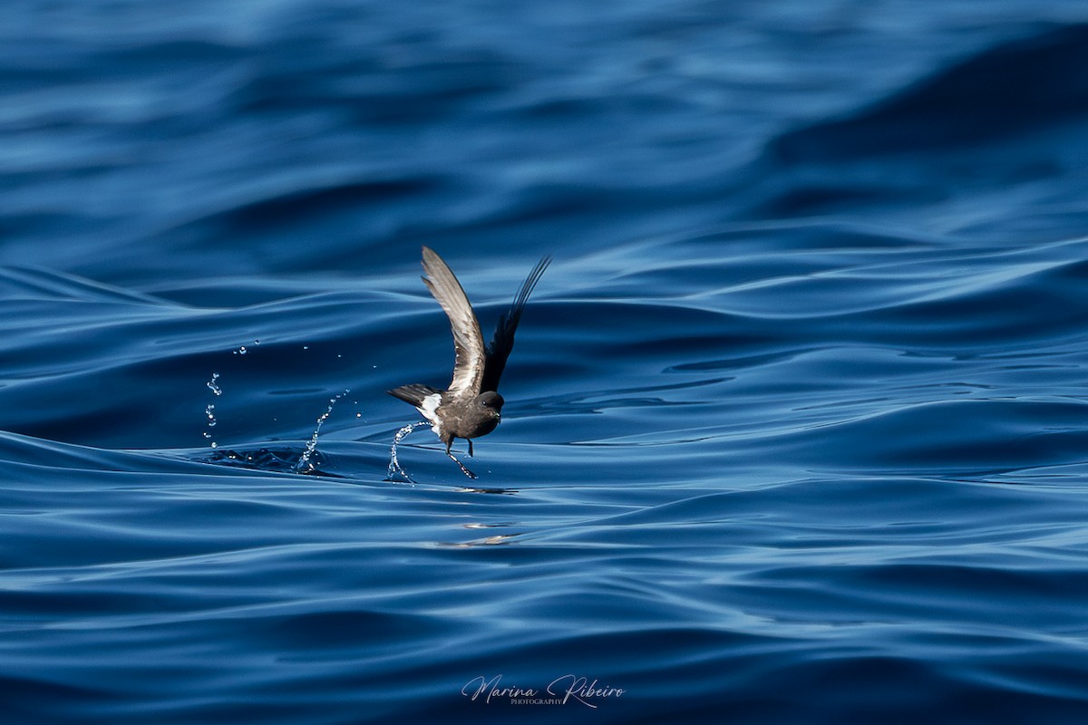 European Storm-Petrel - ML609531788