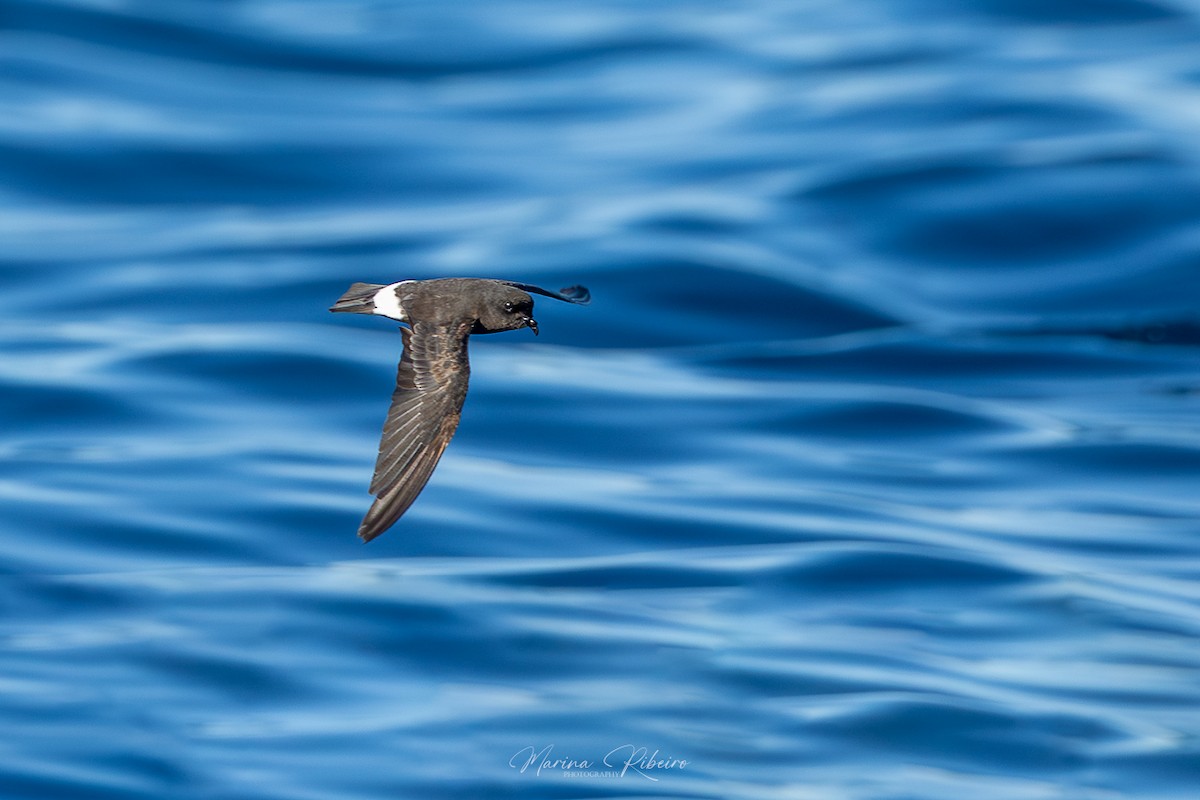 European Storm-Petrel - Marina Ribeiro