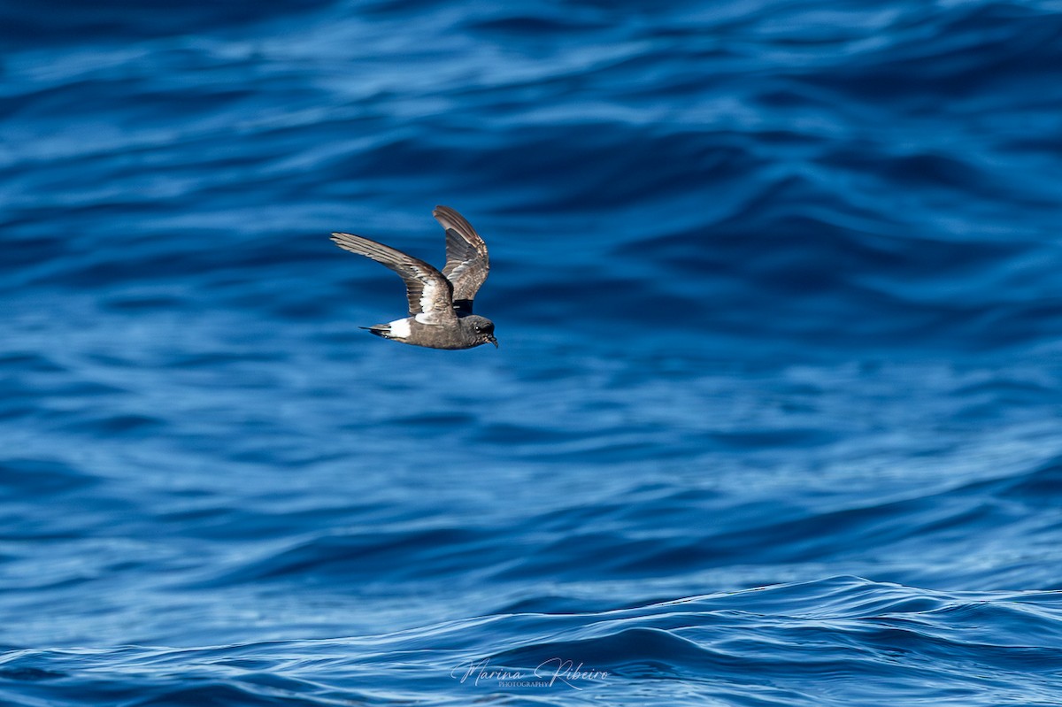 European Storm-Petrel - Marina Ribeiro