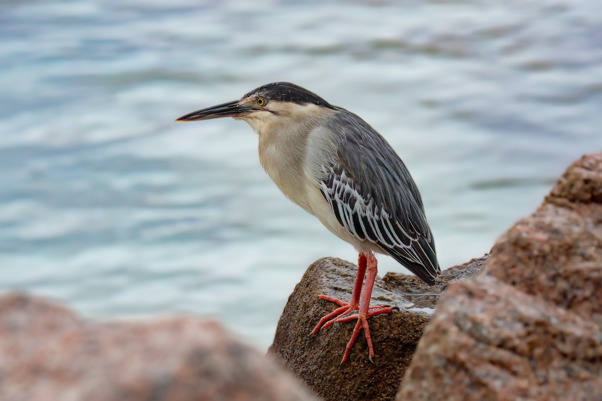 Striated Heron - Giuseppe Citino