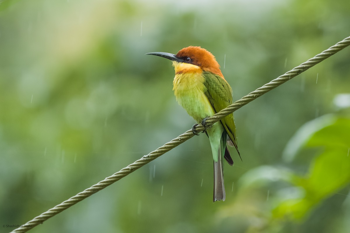 Chestnut-headed Bee-eater - ML609531851