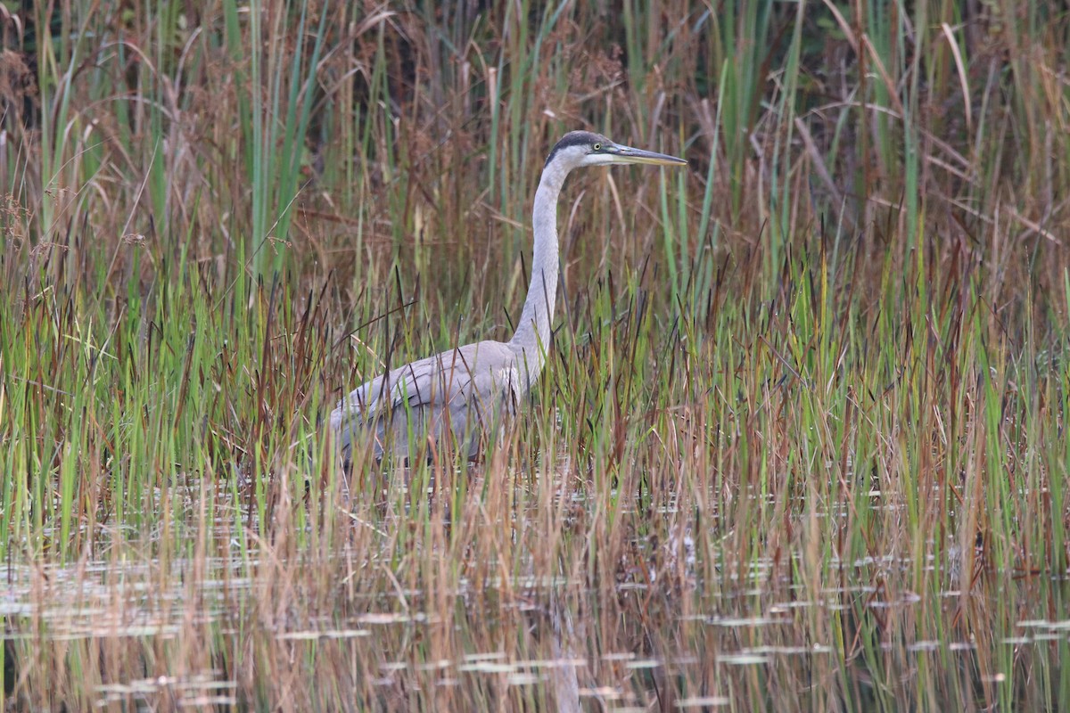 Great Blue Heron - ML609531856