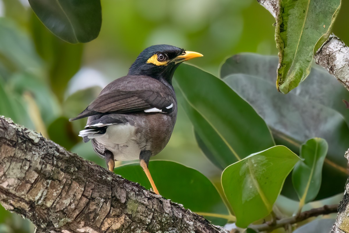 Common Myna - ML609531871