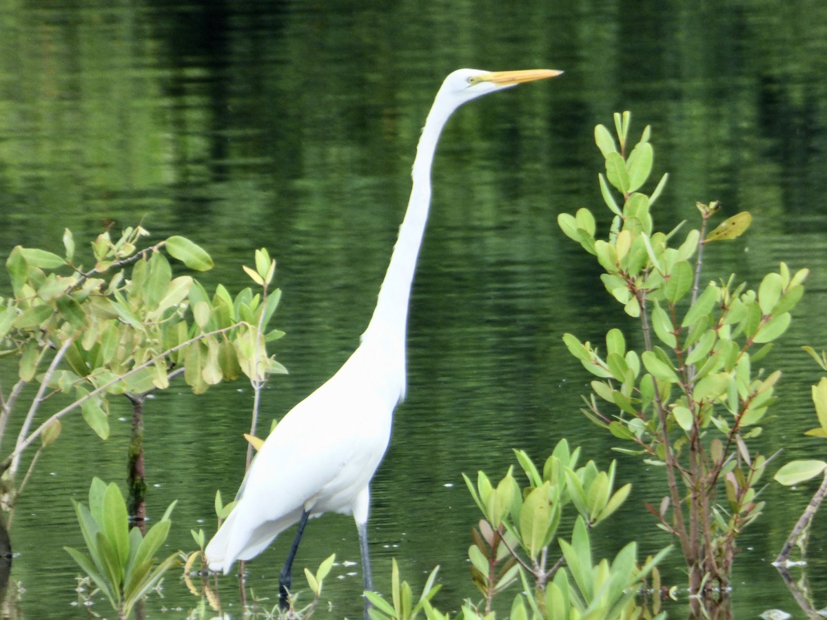 Grande Aigrette - ML609531873