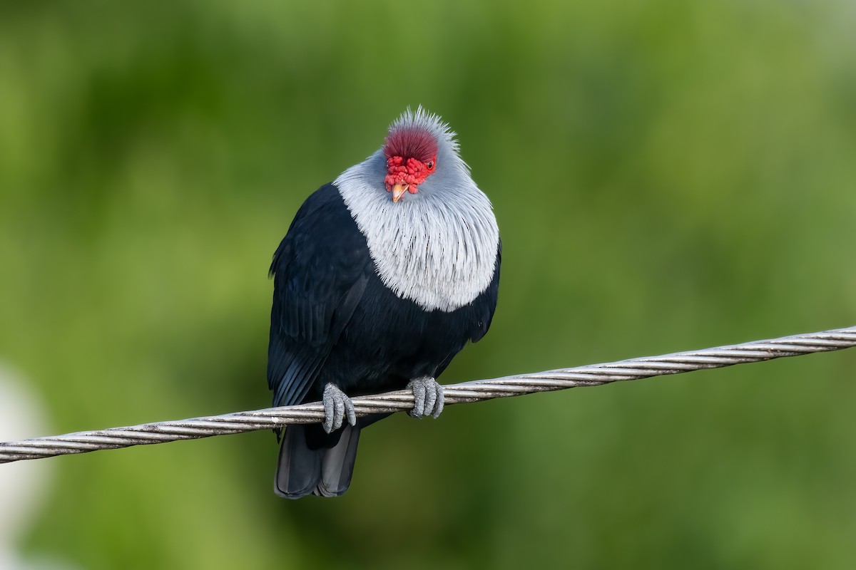 Seychelles Blue-Pigeon - Giuseppe Citino