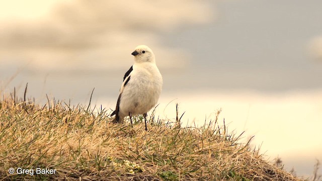 Snow Bunting - ML609531909