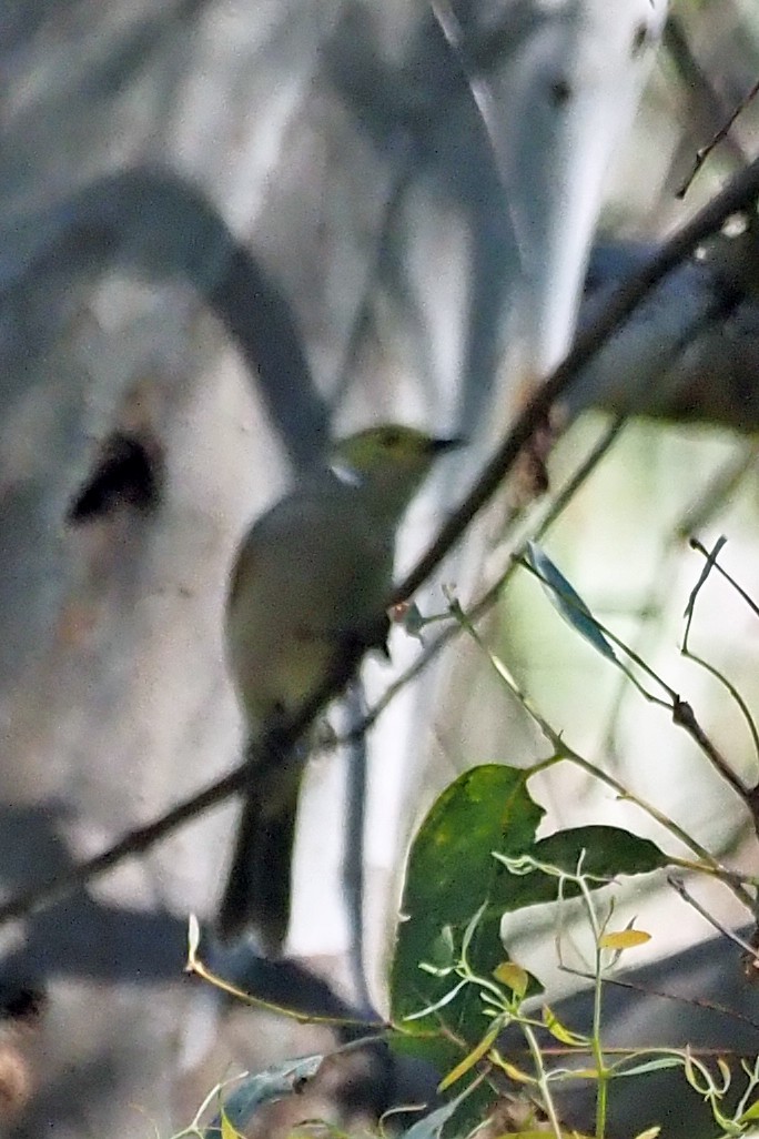 White-plumed Honeyeater - Steve Law