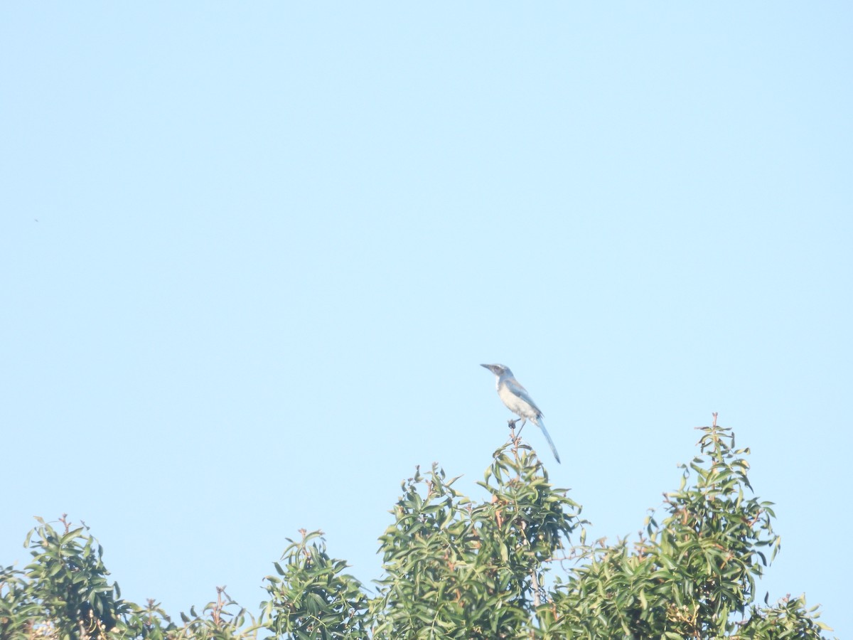 California Scrub-Jay - Juan Ramírez