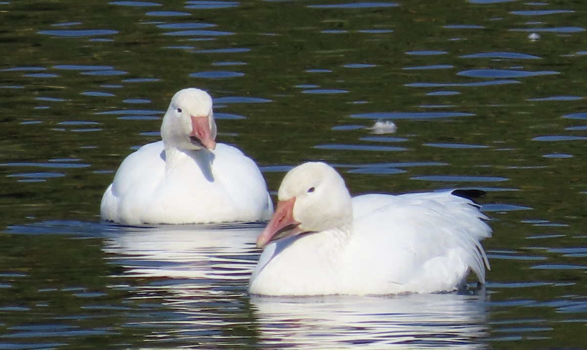 Snow Goose - ML609531962