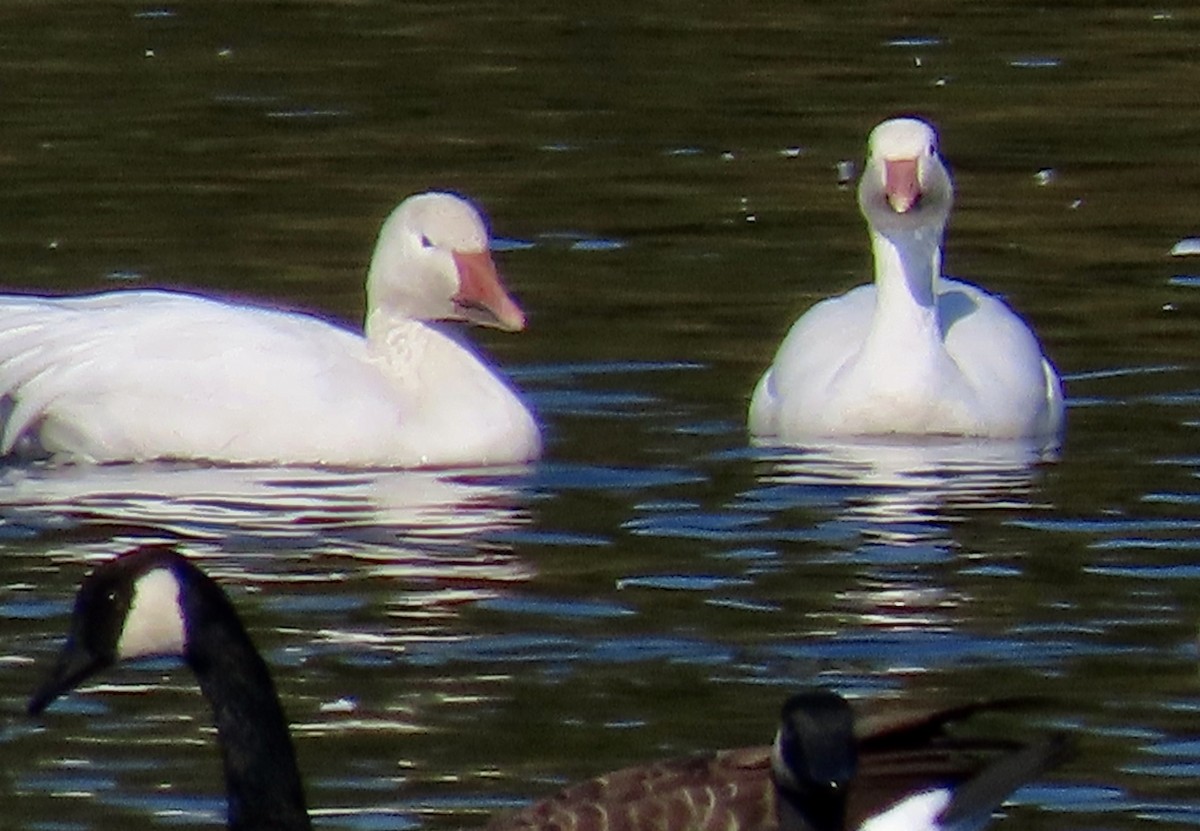 Snow Goose - ML609531989