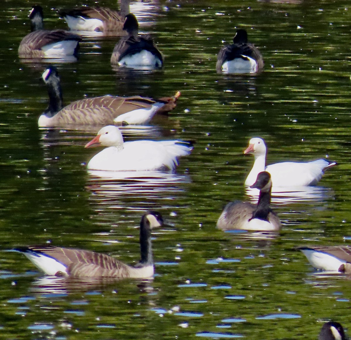 Snow Goose - ML609531991