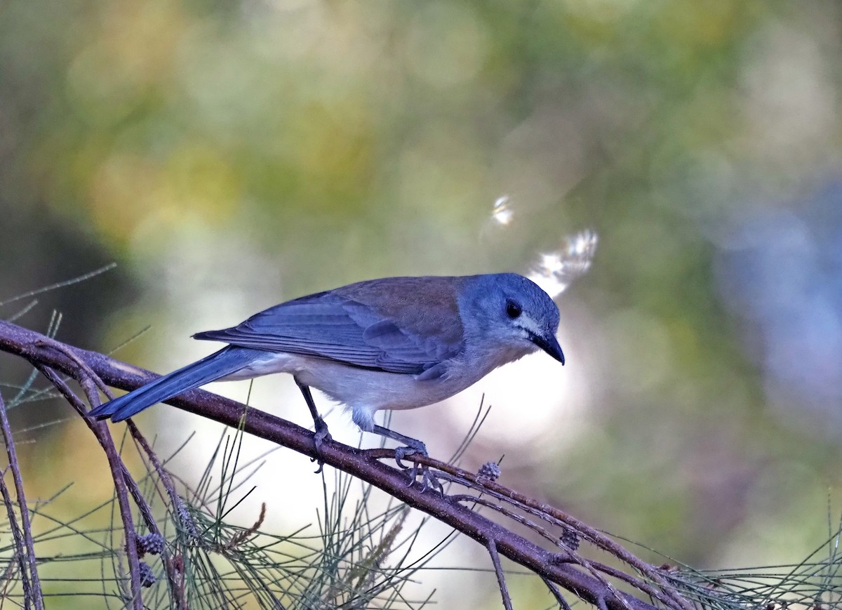 Gray Shrikethrush - Steve Law