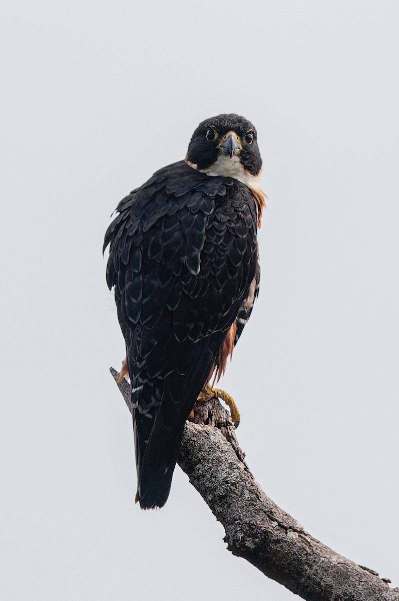 Orange-breasted Falcon - ML609532082