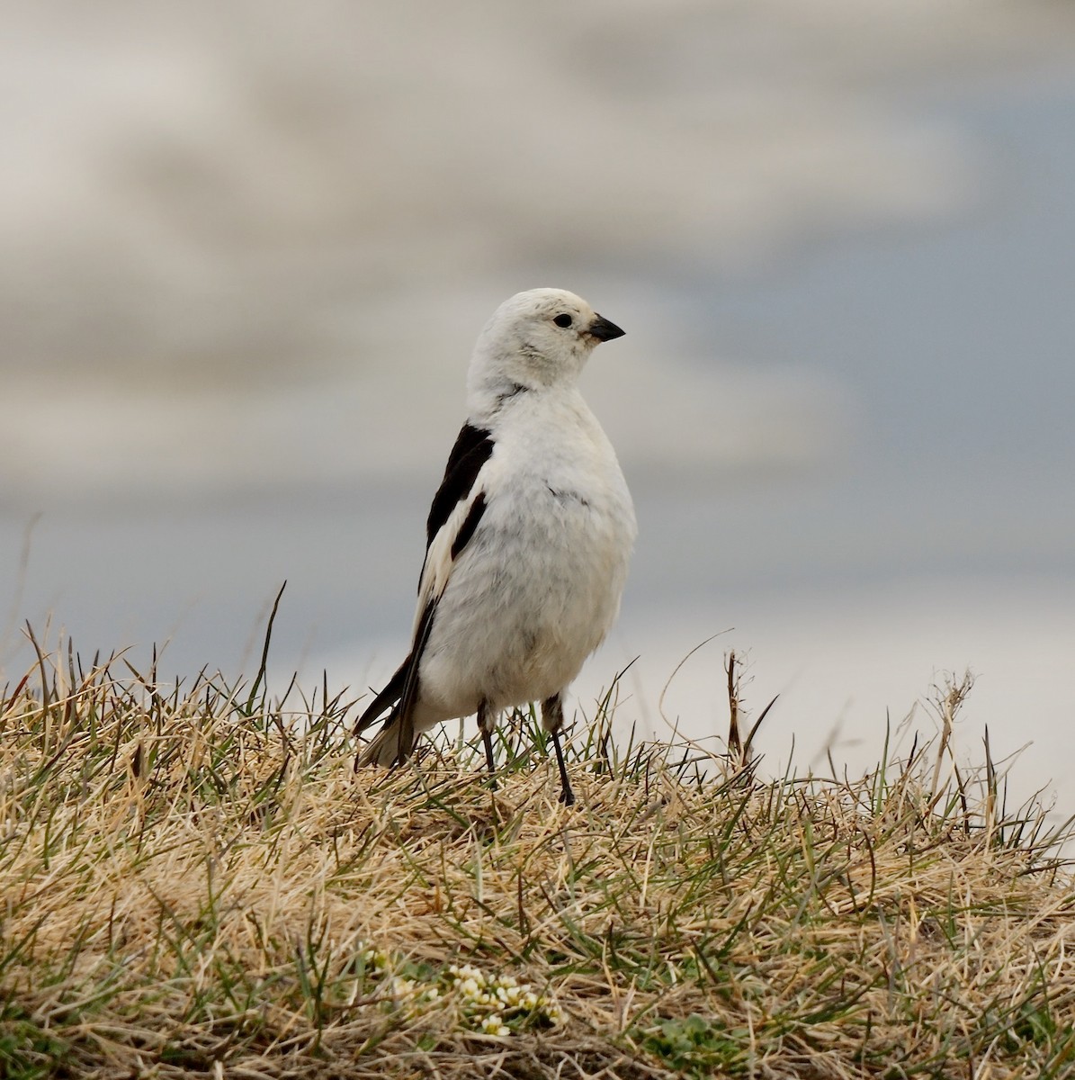 Snow Bunting - ML609532091