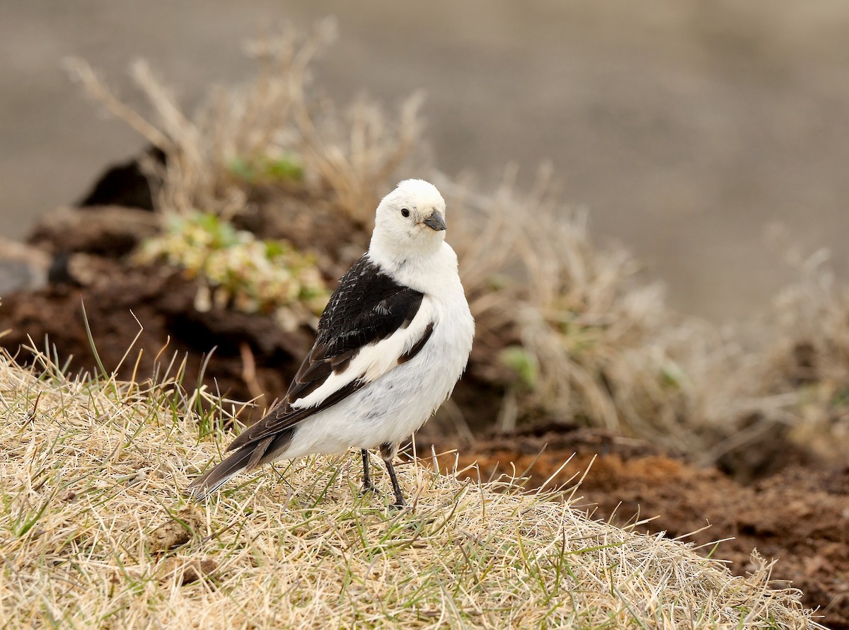 Snow Bunting - ML609532092