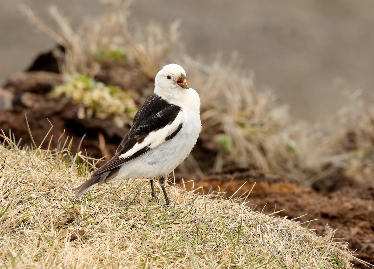 Snow Bunting - ML609532093