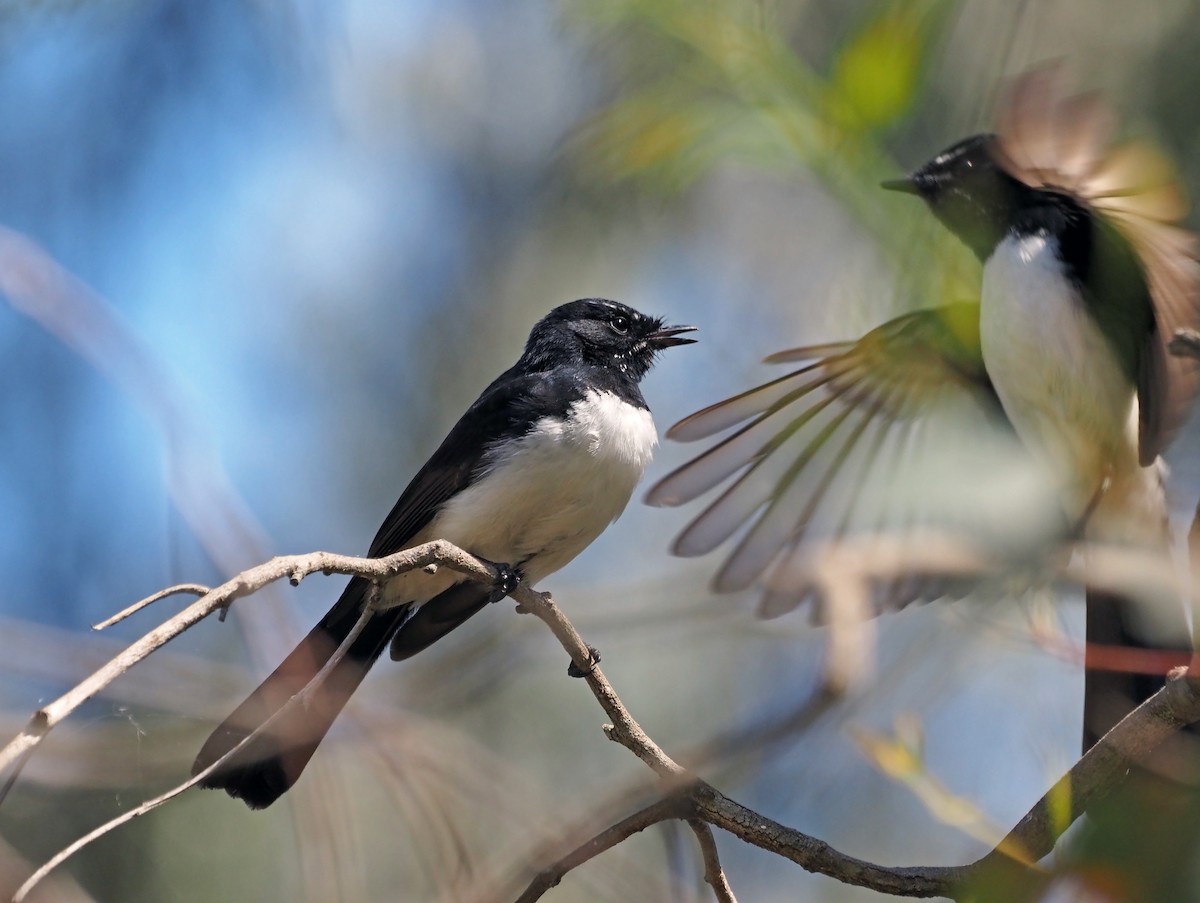 Willie-wagtail - Steve Law