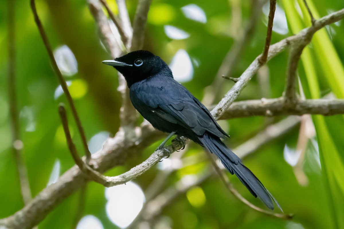 Seychelles Paradise-Flycatcher - Giuseppe Citino