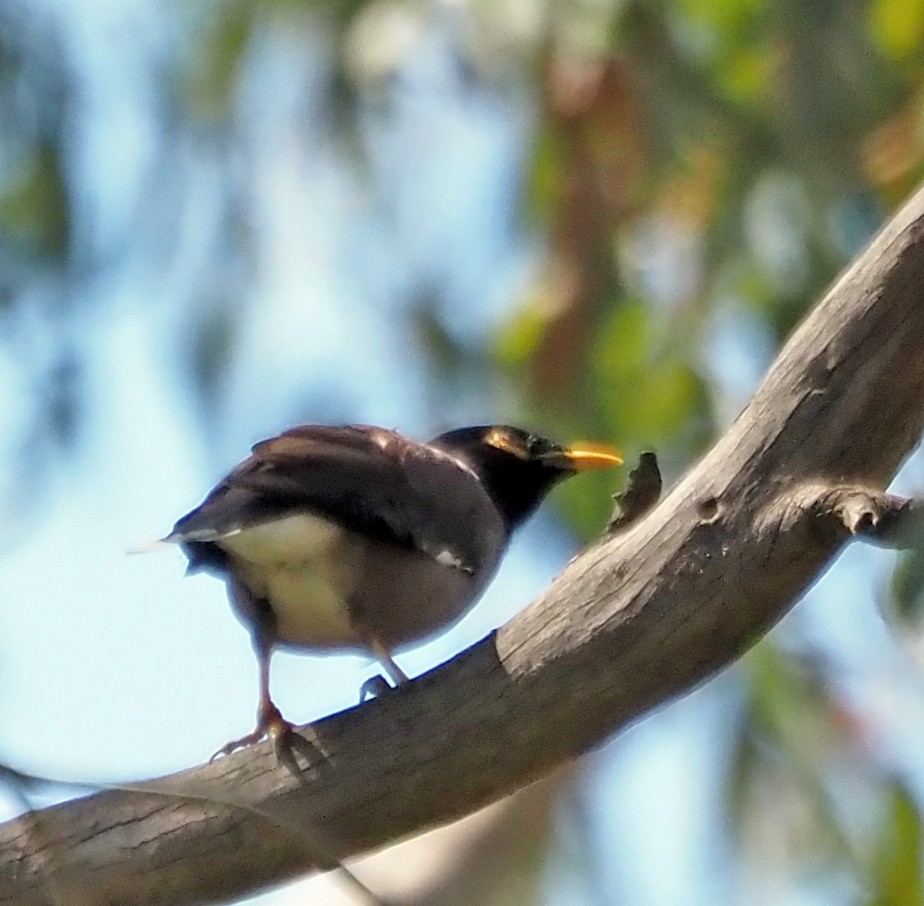 Common Myna - ML609532226