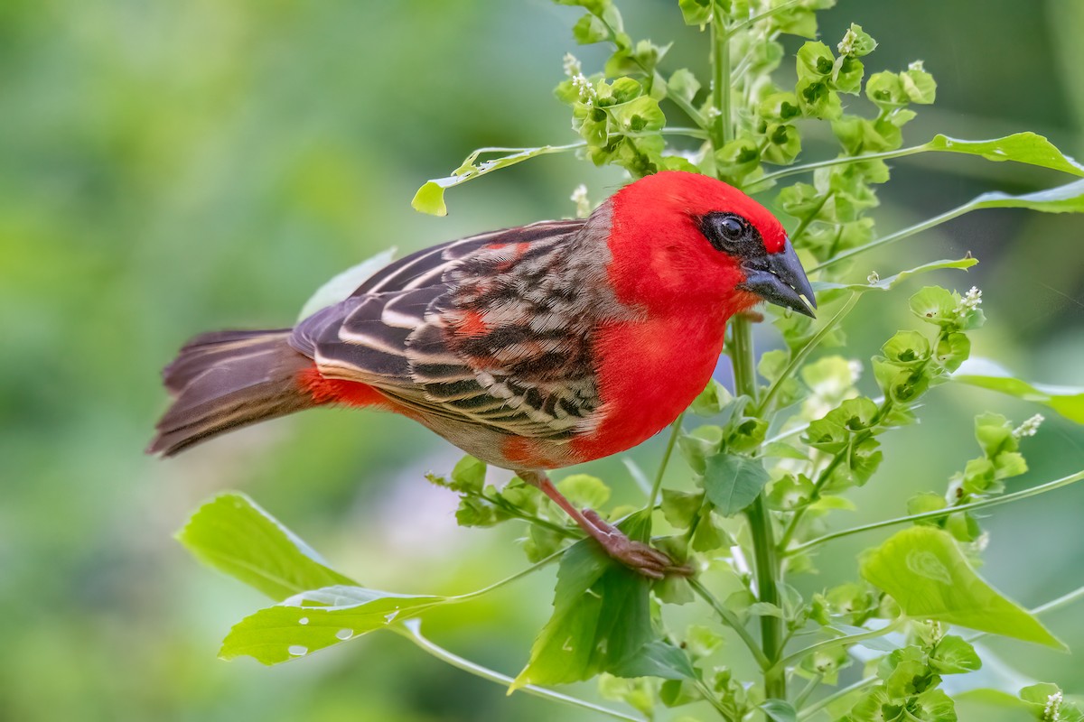 Red Fody - ML609532230