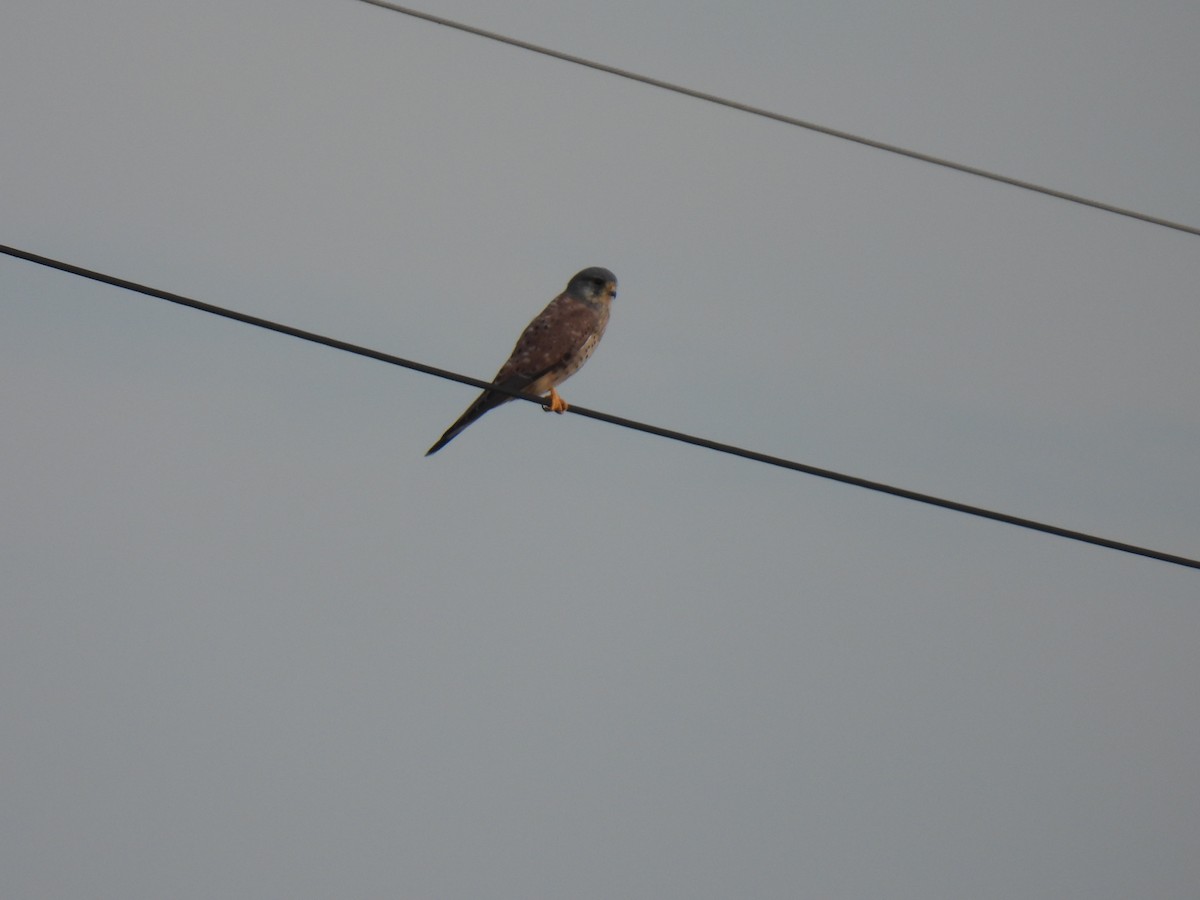 Eurasian Kestrel - ML609532243