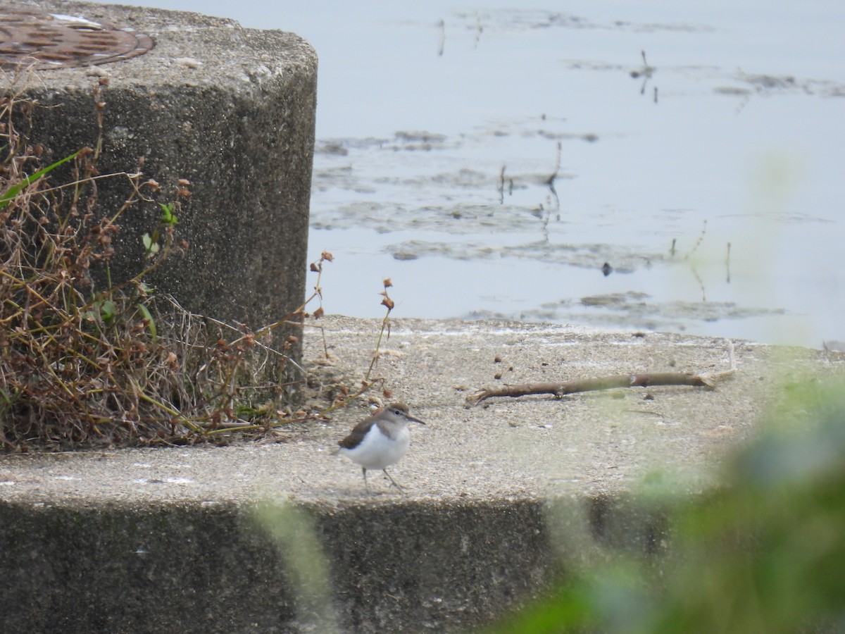 Common Sandpiper - ML609532305