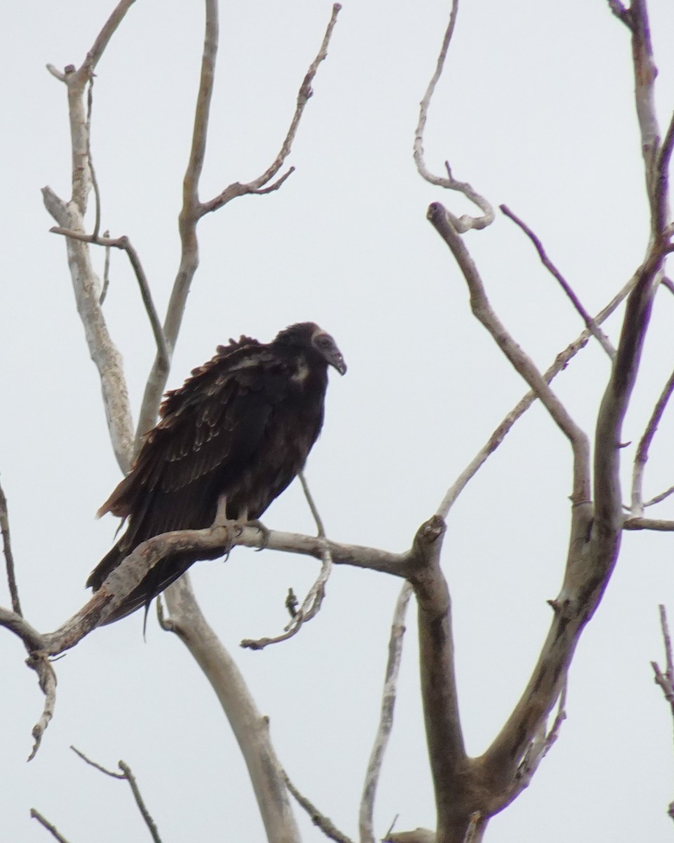 Turkey Vulture - ami horowitz