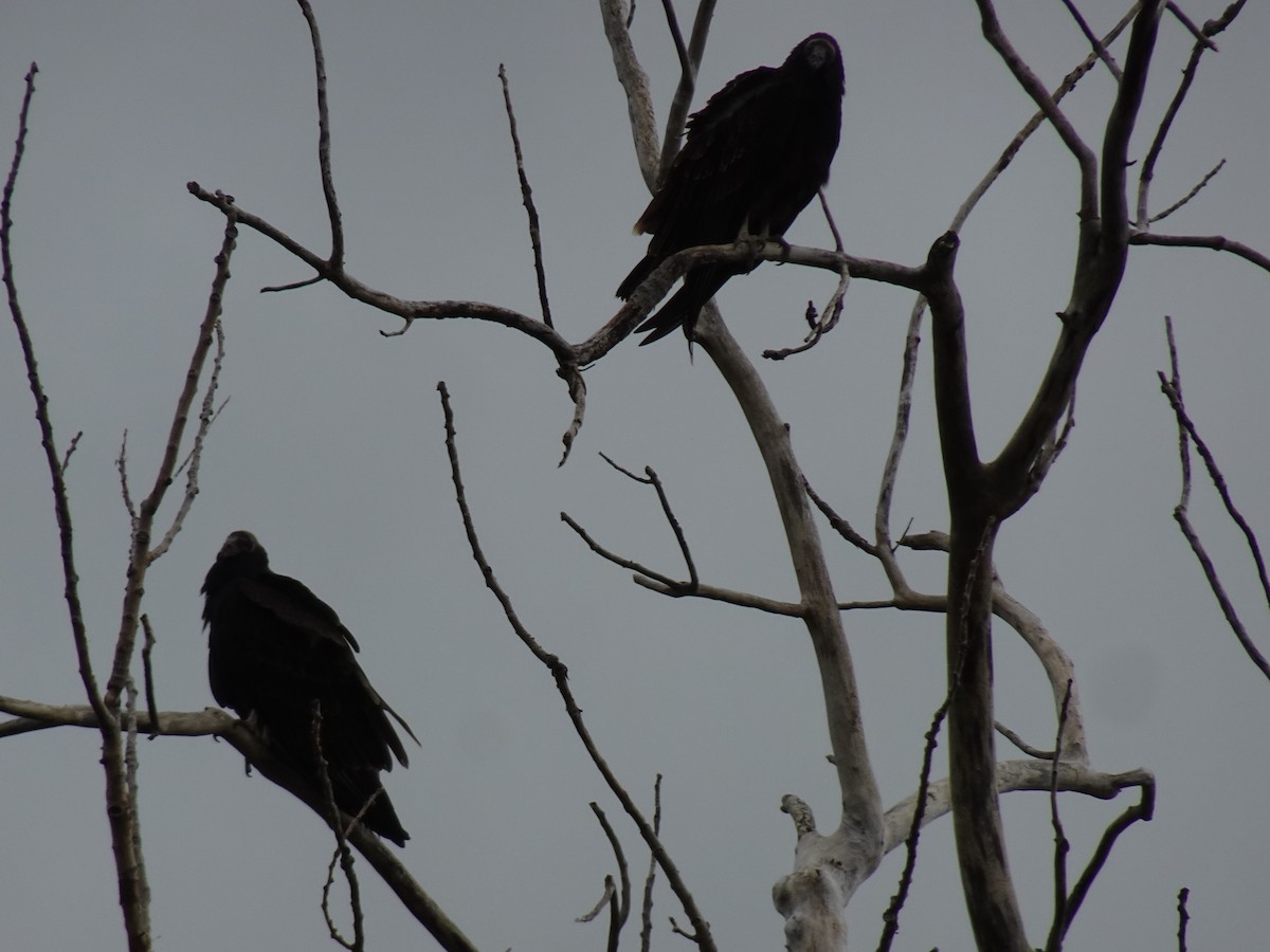 Turkey Vulture - ML609532307