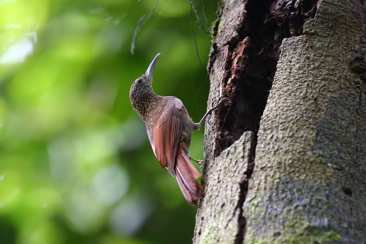 Elegant Woodcreeper - ML609532383