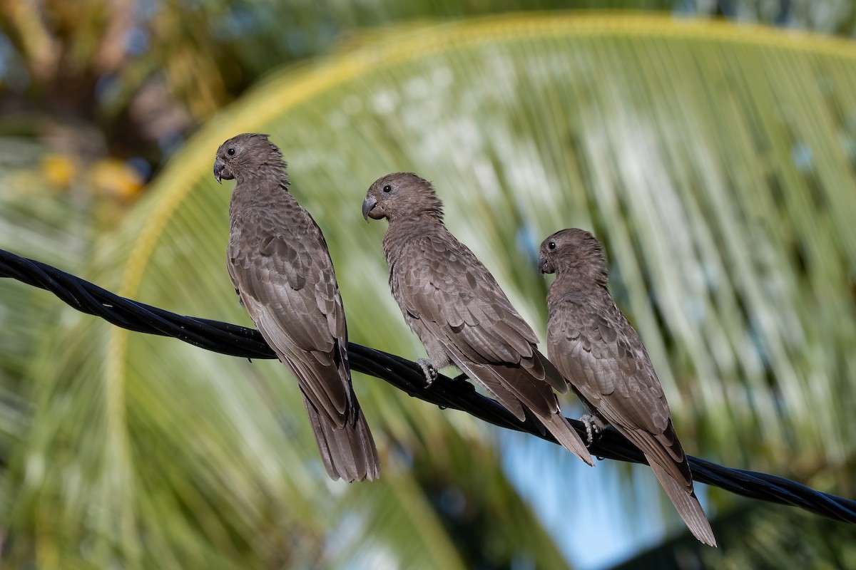 Seychelles Parrot - ML609532407