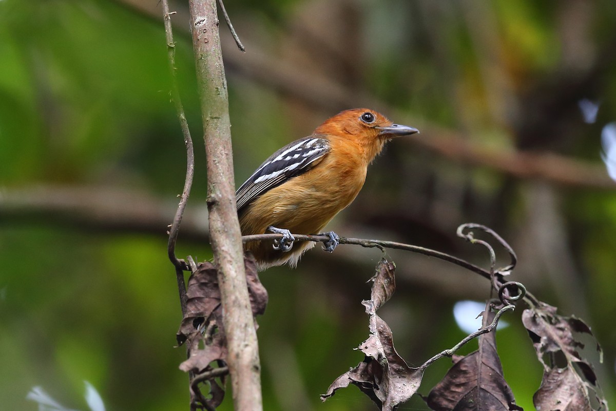 Amazonian Antshrike - ML609532479