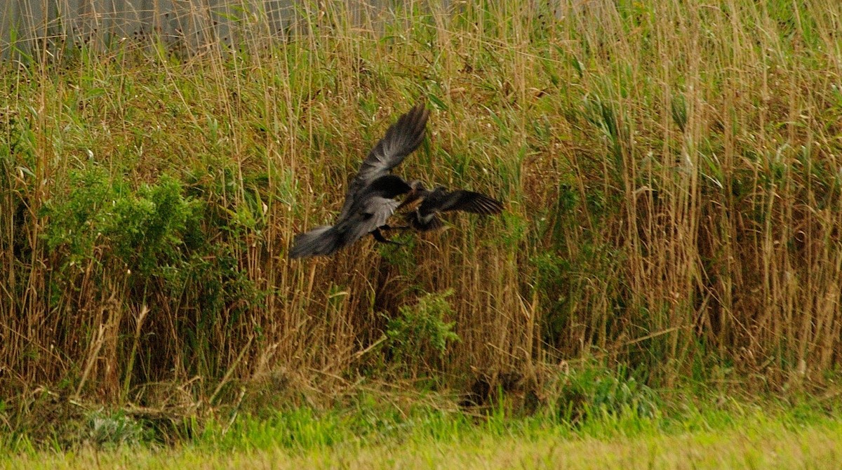 Leach's Storm-Petrel - ML609532498