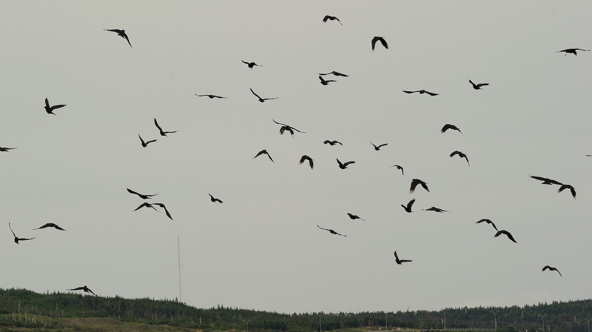 Leach's Storm-Petrel - ML609532523