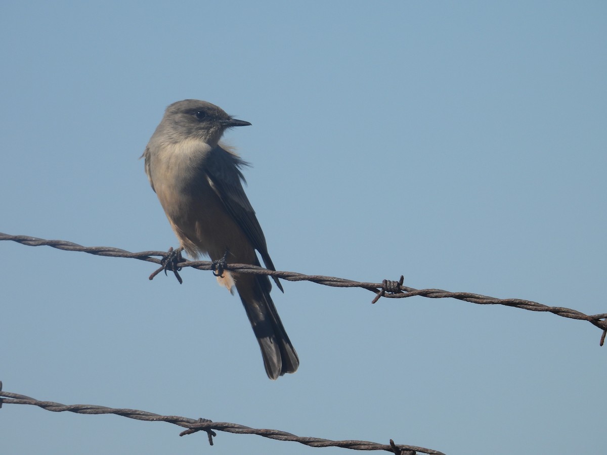 Say's Phoebe - Juan Ramírez