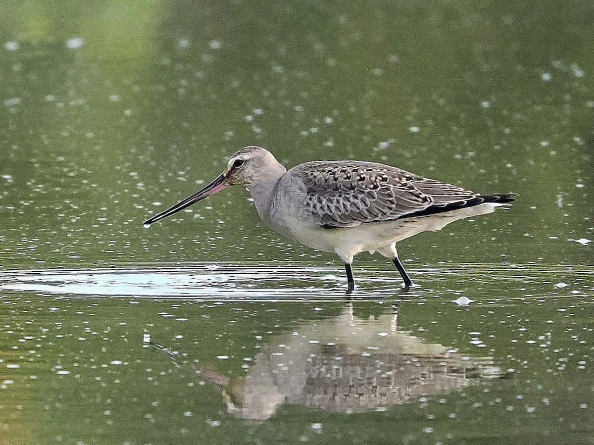 Hudsonian Godwit - ML609532791