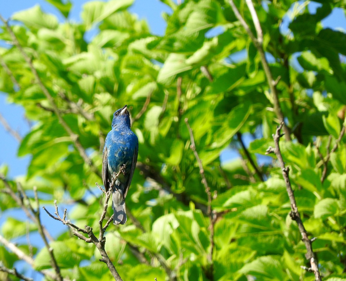 Indigo Bunting - ML60953281