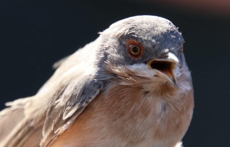 Western Subalpine Warbler - Paco Torres 🦆