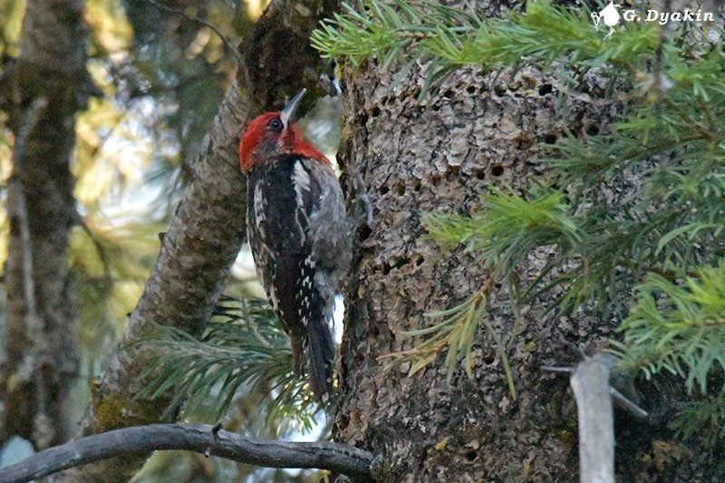 Red-breasted Sapsucker - ML609532852