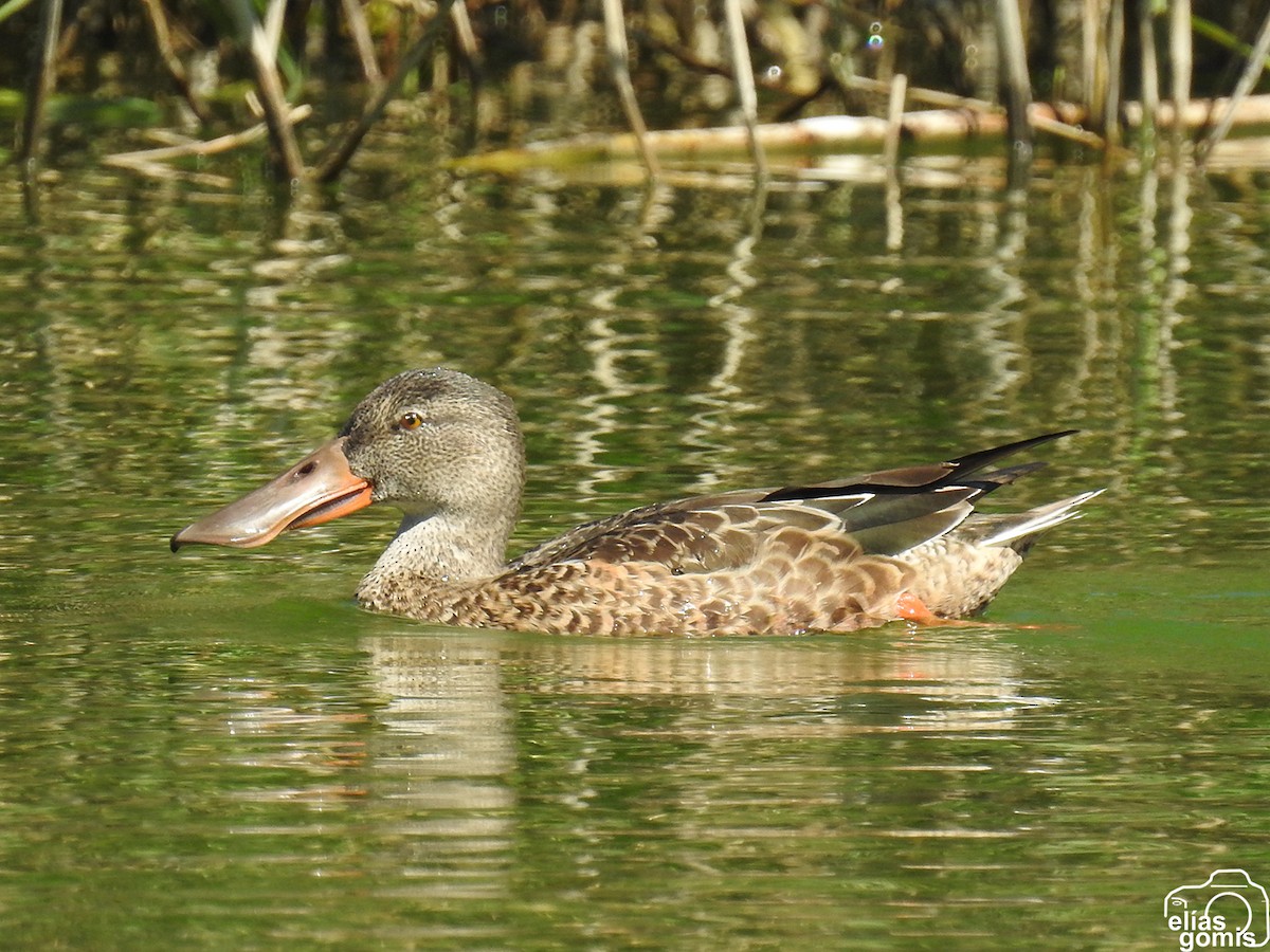 Canard souchet - ML609532869