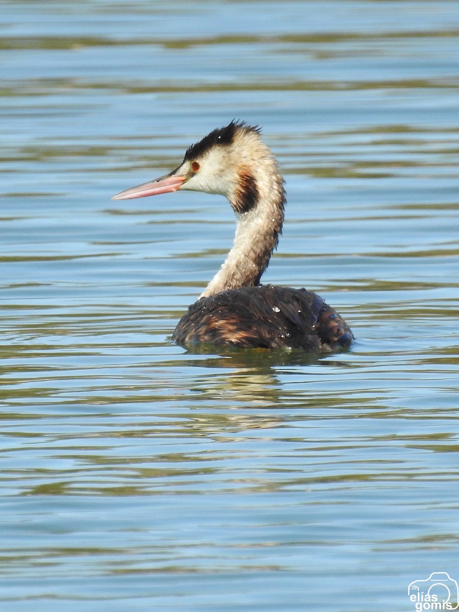 Great Crested Grebe - ML609532892