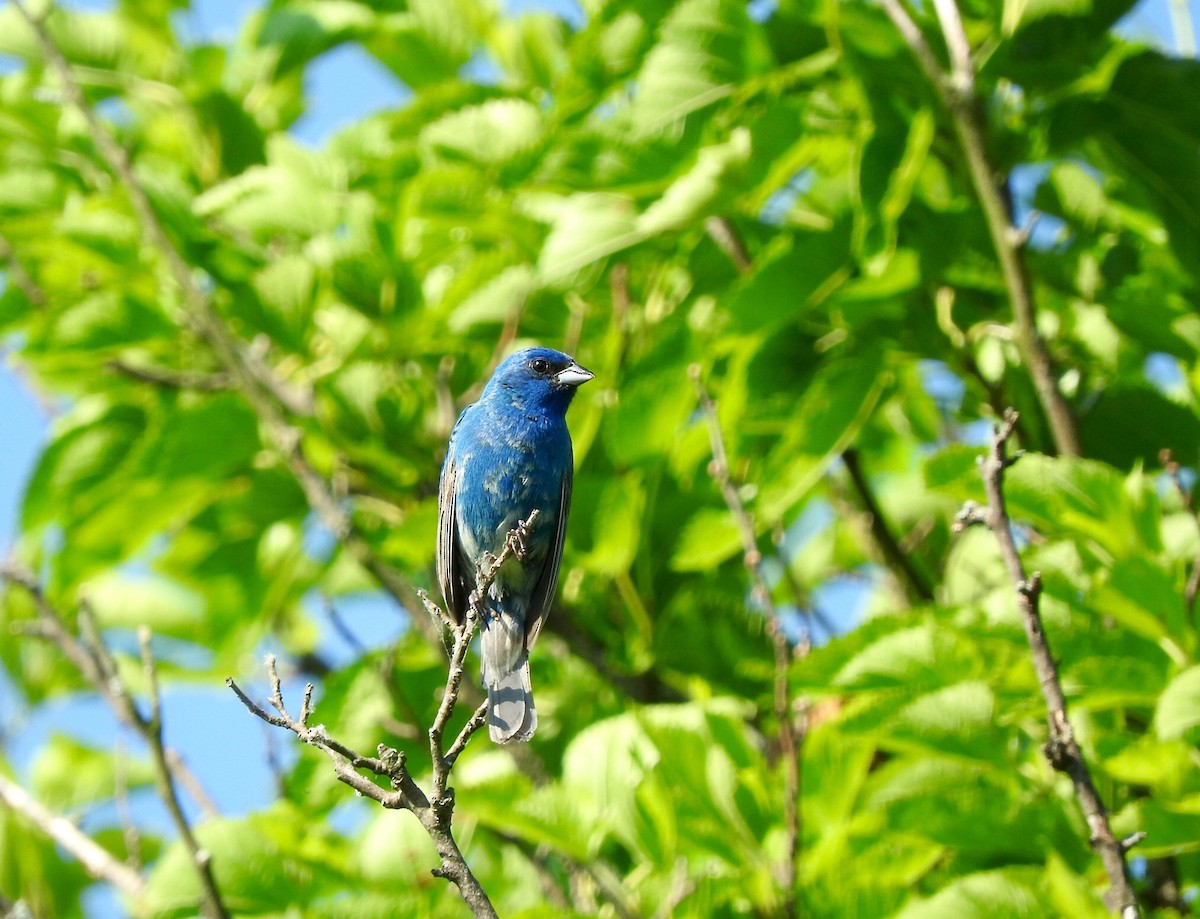 Indigo Bunting - ML60953291