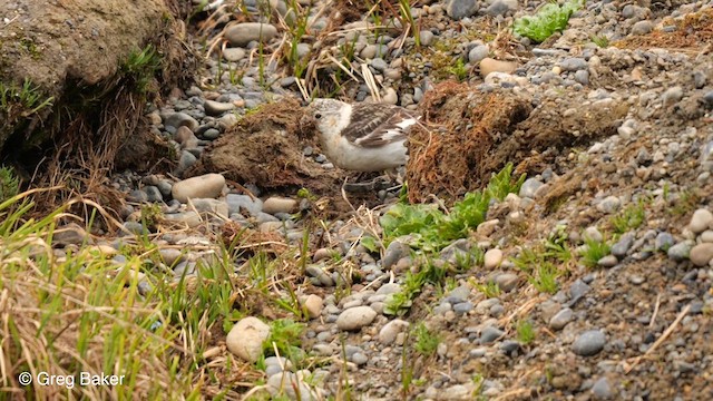 Snow Bunting - ML609532927