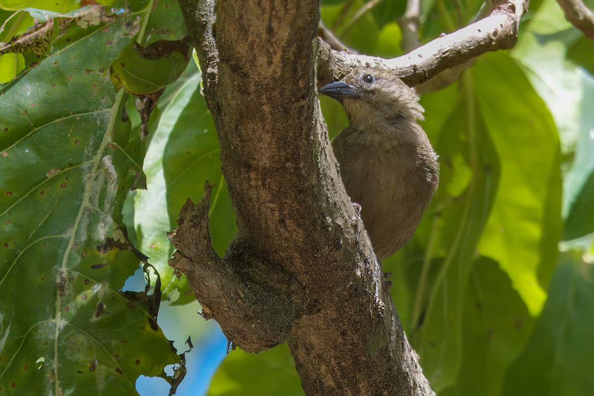 Fodi de Seychelles - ML609532983