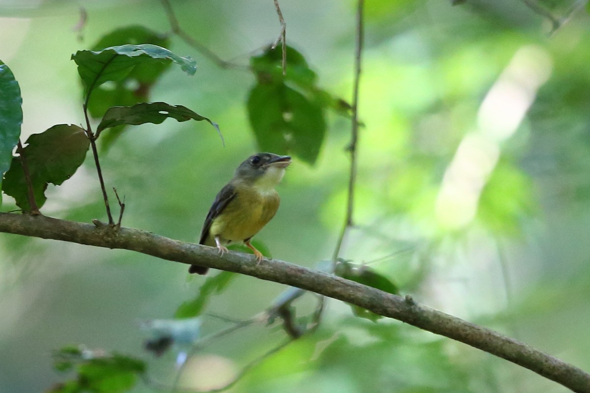 White-crested Spadebill - ML609532993