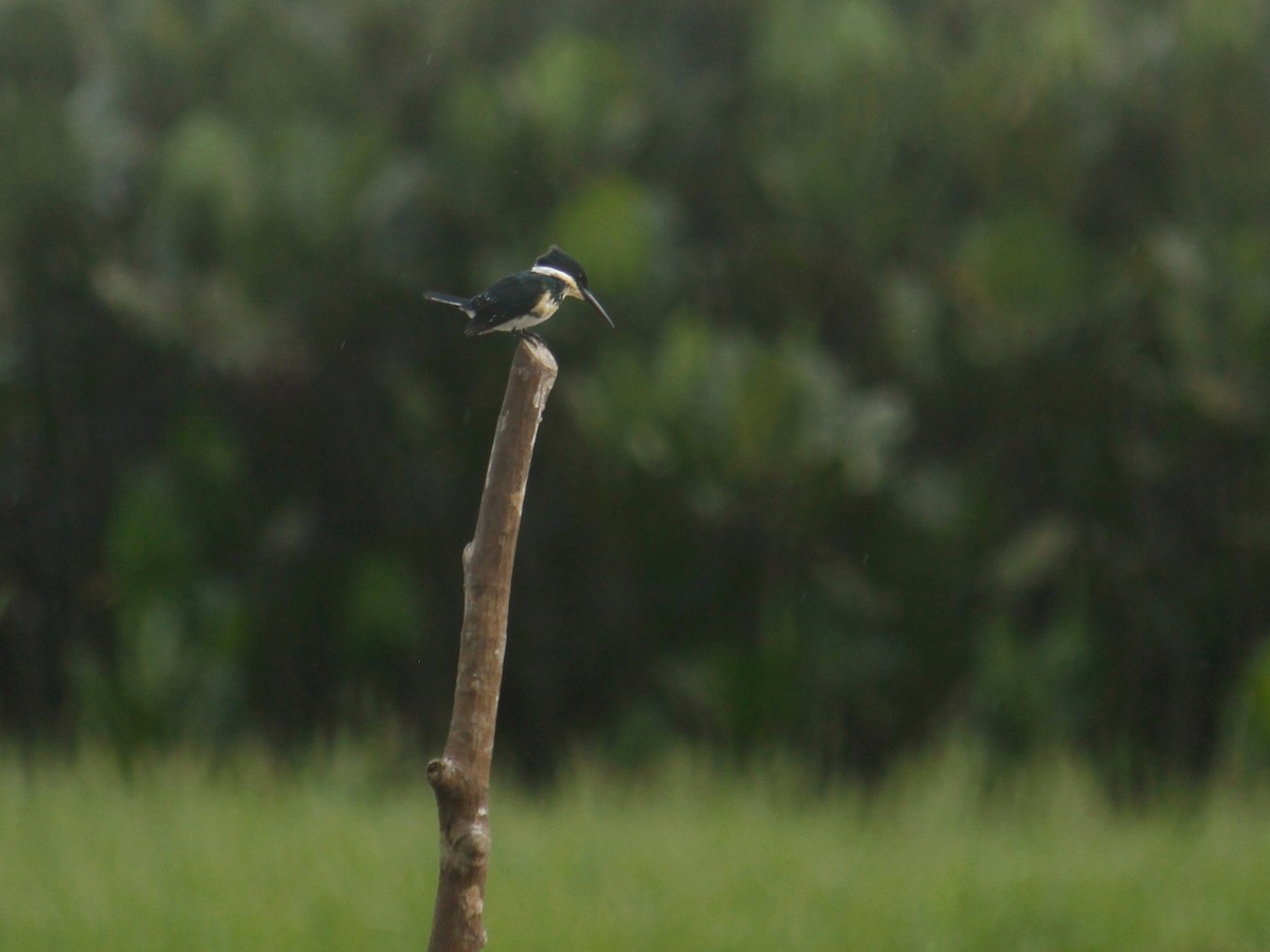 Green Kingfisher - ML609533068