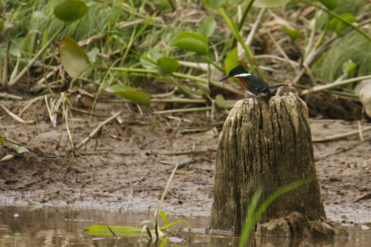 Green Kingfisher - Matthieu Gauvain