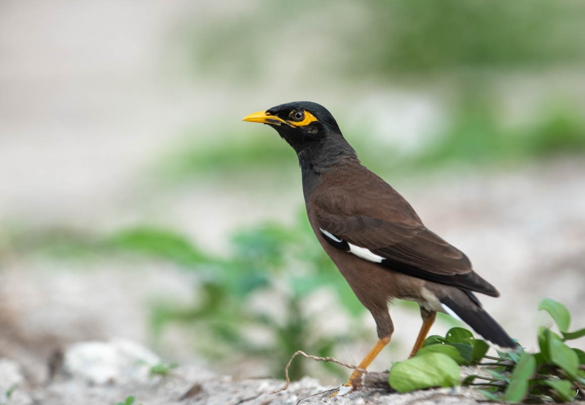 Common Myna - ML609533091