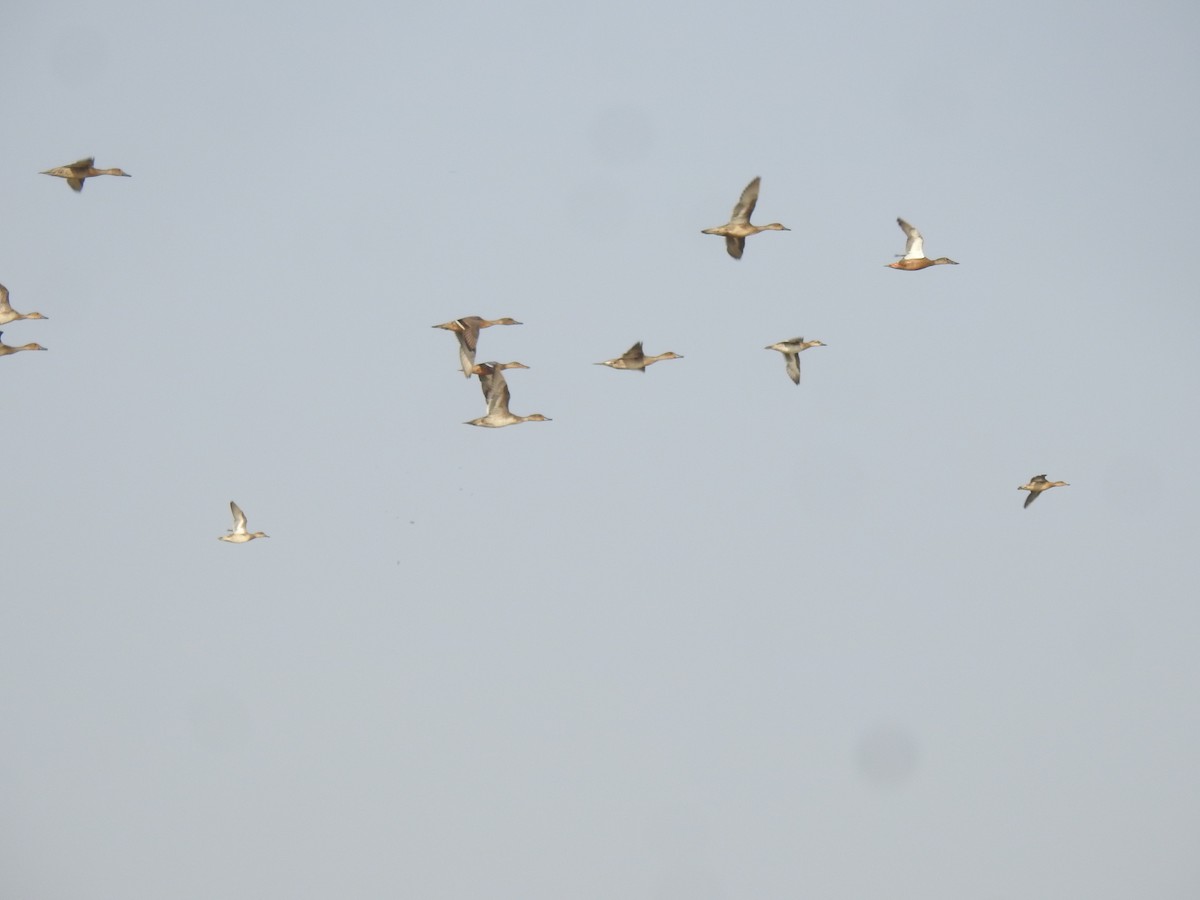 Northern Pintail - ML609533120